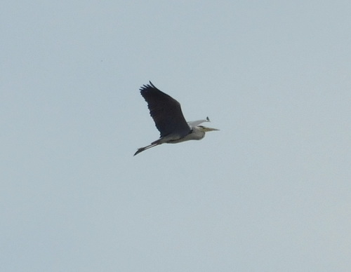 Grey Heron
