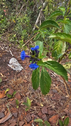 Stachytarpheta glabra