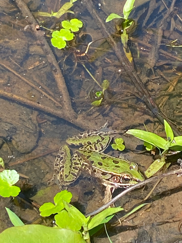 Southern Leopard Frog observed by funkybugs