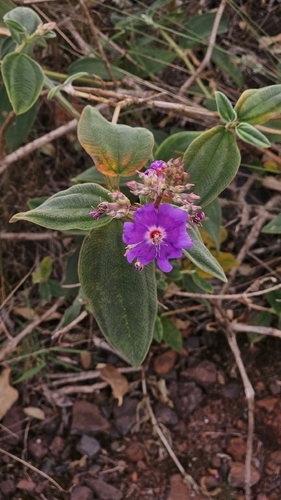 silverleafed princess flower
