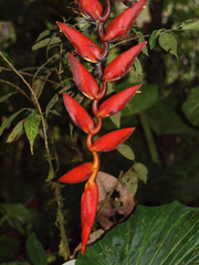 Heliconia fragilis