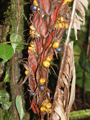 Heliconia fragilis