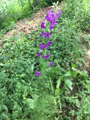 Consolida orientalis