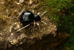 Dichtha cubica