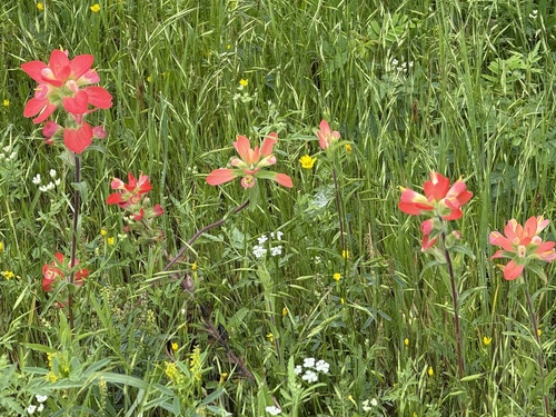 Featured image for “Texas Paintbrush”