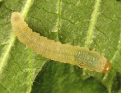 Empria basalis