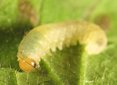 Empria basalis