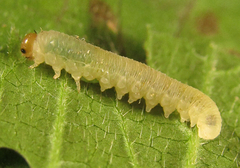 Empria basalis