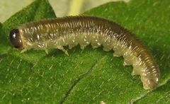 Empria basalis