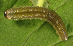 Empria basalis
