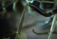 Empria basalis
