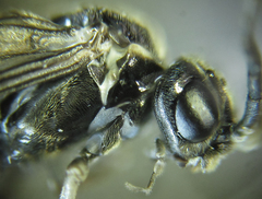 Empria basalis