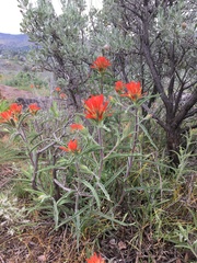 Castilleja pruinosa