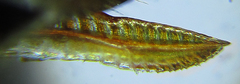 Empria basalis