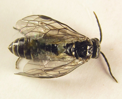 Empria basalis