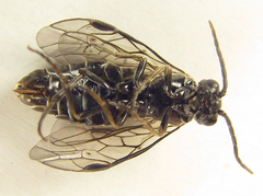Empria basalis