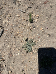 Lomatium nevadense