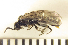 Empria basalis