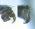 Empria basalis
