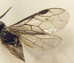 Empria basalis