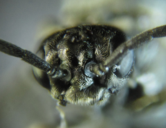 Empria basalis