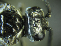 Empria basalis