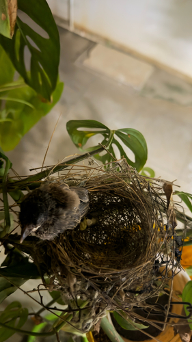 Red-vented Bulbul