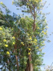 Cascabela thevetioides