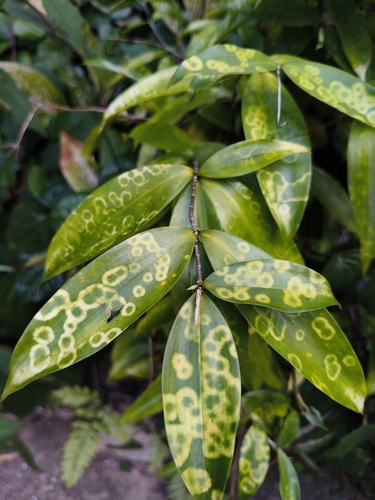Gold-dust Dracaena