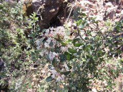 Ceanothus buxifolius