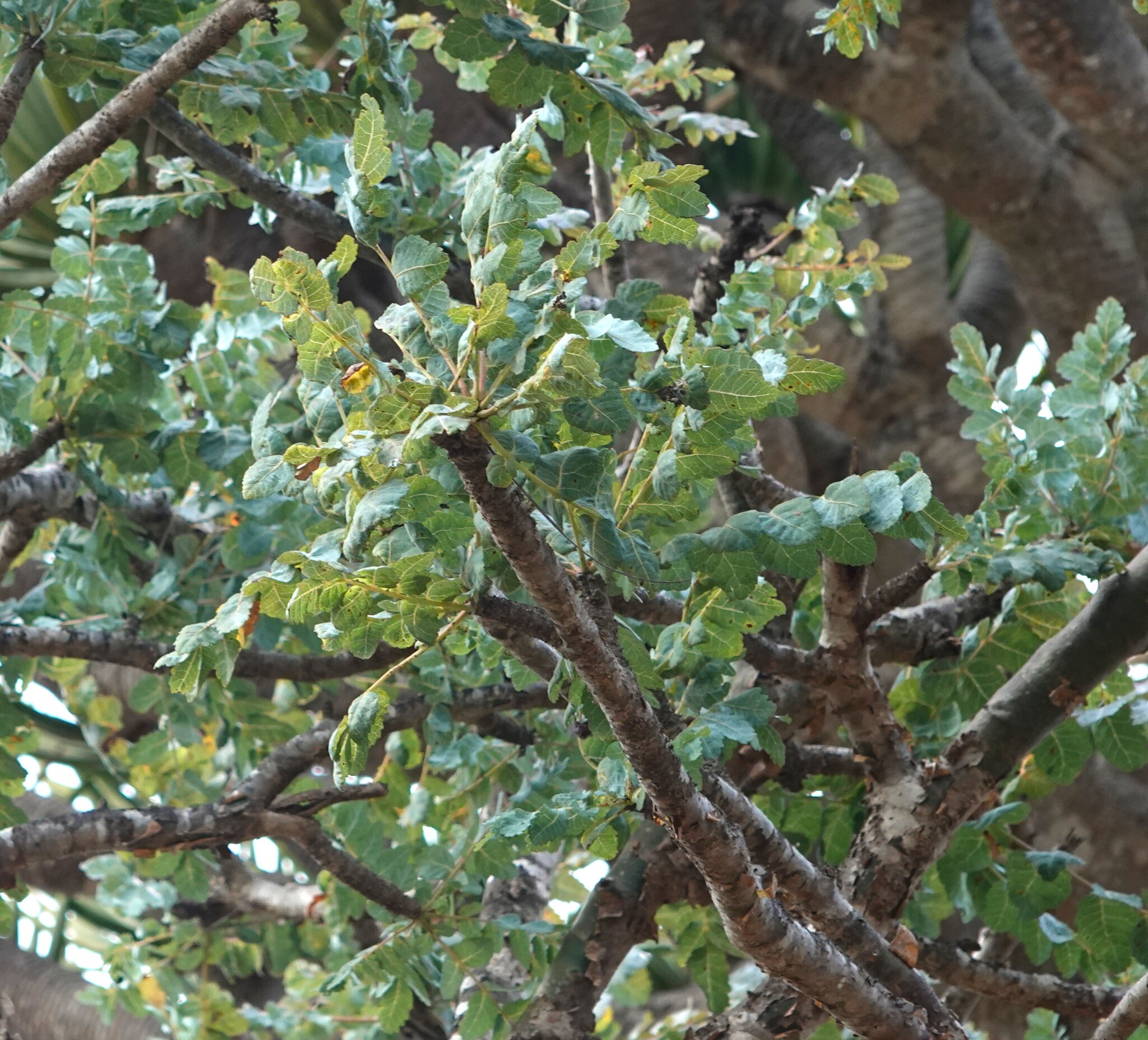 Boswellia dioscoridis Thulin 2