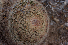 Mammillaria grusonii
