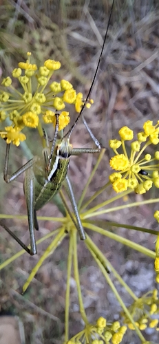 Poecilimon superbus
