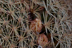 Mammillaria grusonii