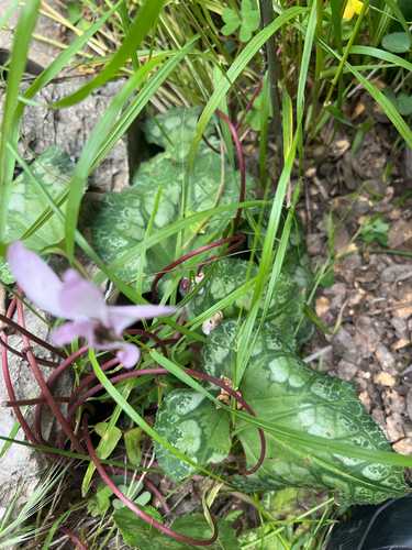 Persian Cyclamen