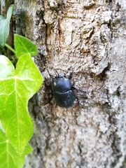 Pentodon bidens punctatus