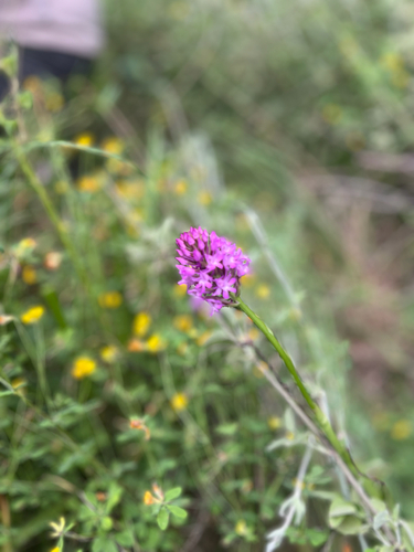 pyramidal orchid
