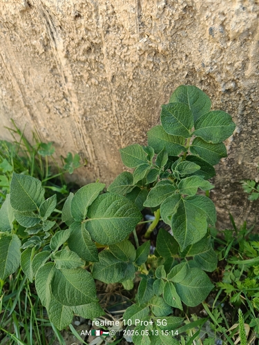 potato