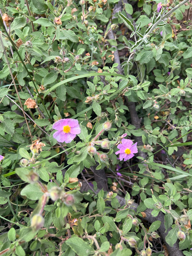 Hoary Rock-rose