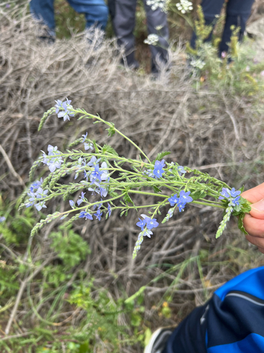 Veronica leiocarpa