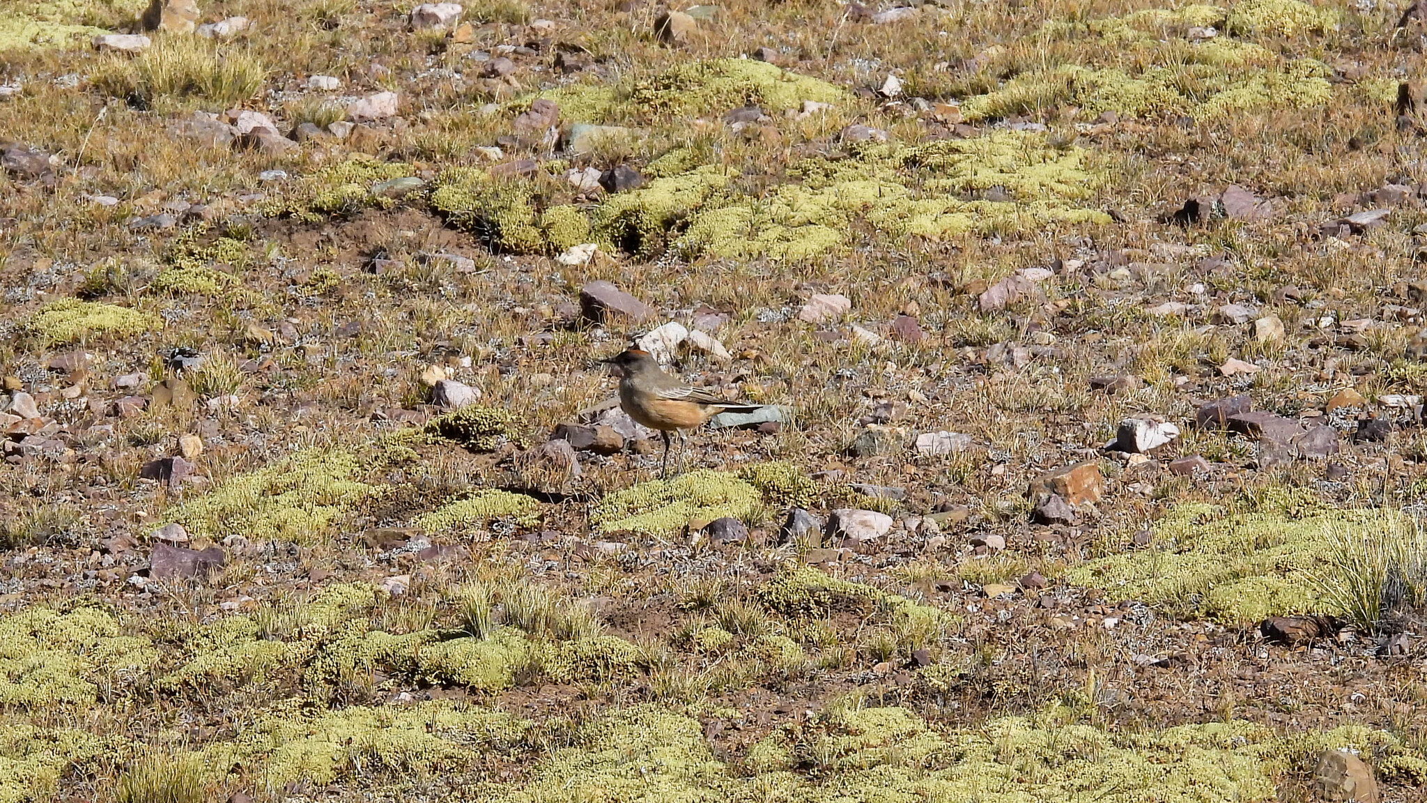 Cinnamon-bellied Ground Tyrant (Muscisaxicola capistratus), photo 7
