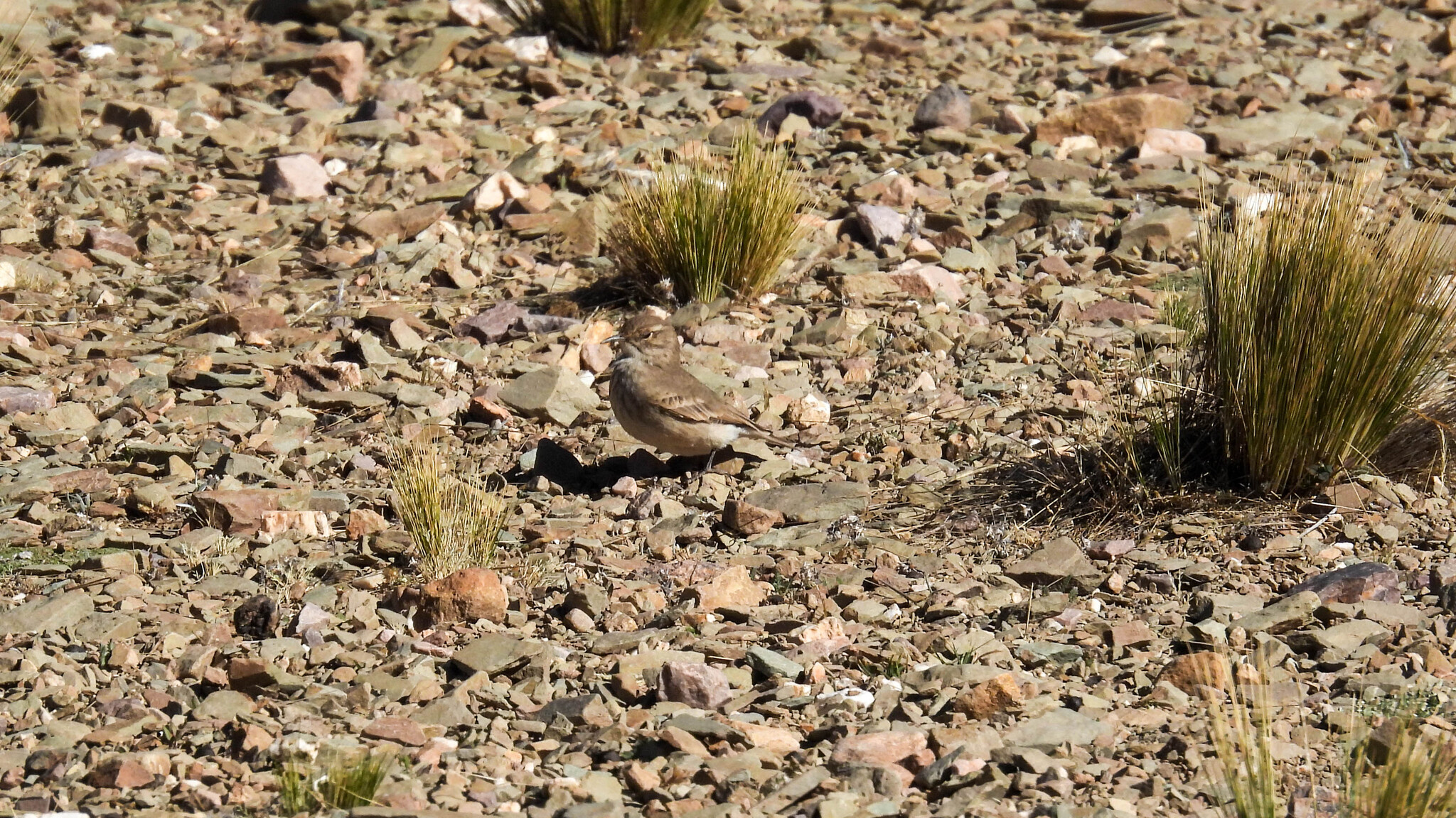 Common Miner (Geositta cunicularia), photo 4