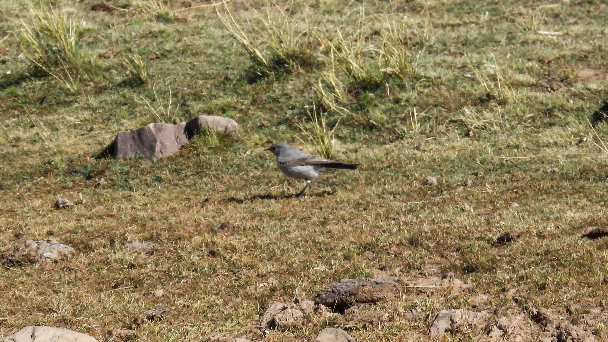 Rufous-naped Ground Tyrant (Muscisaxicola rufivertex), photo 6