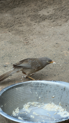 Jungle Babbler