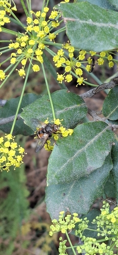 Igelfliege