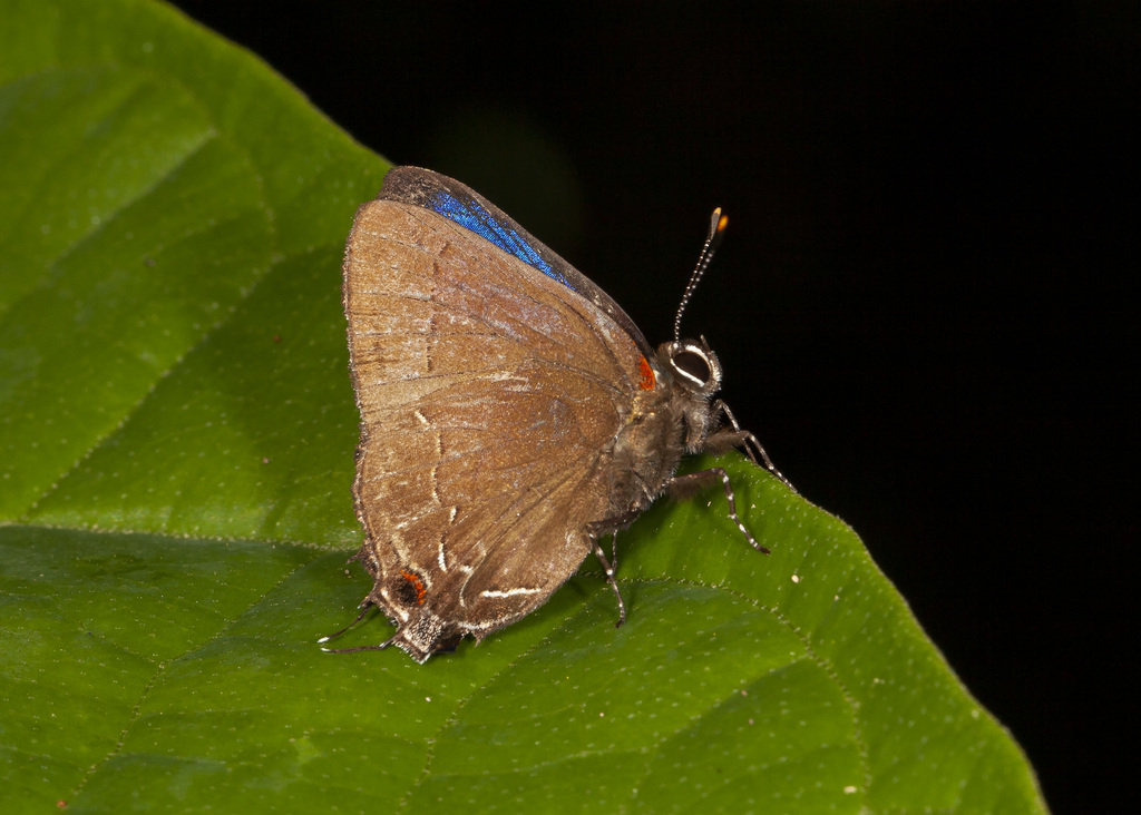 Arumecla nisaee
