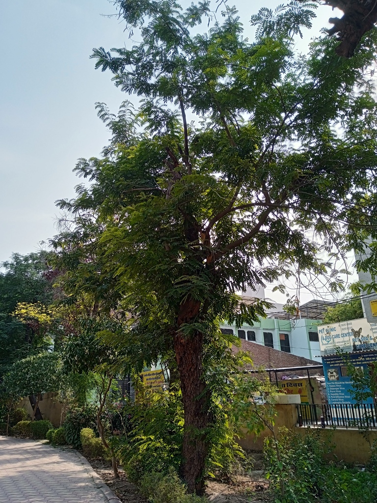 Kas Tree Kassod Tree from Sri Ganganagar, Rajasthan 335001, India on May 10 ...