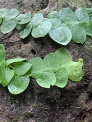 Rhaphidophora