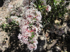Ceanothus buxifolius