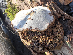 Fomes fomentarius